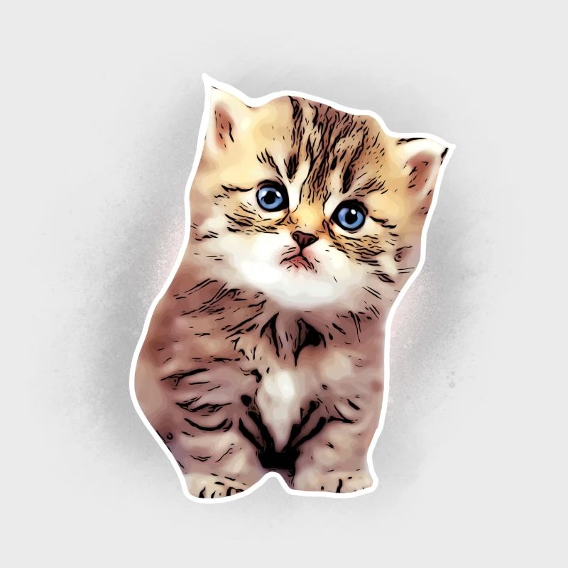 Bébé chat