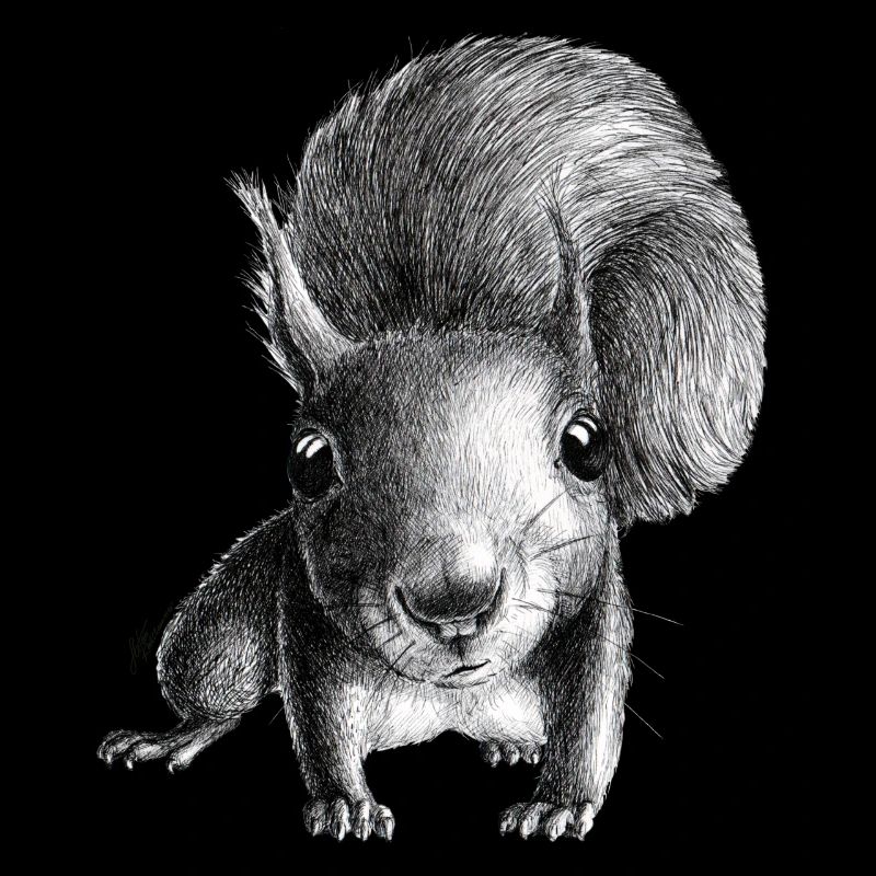 Eichhörnchen