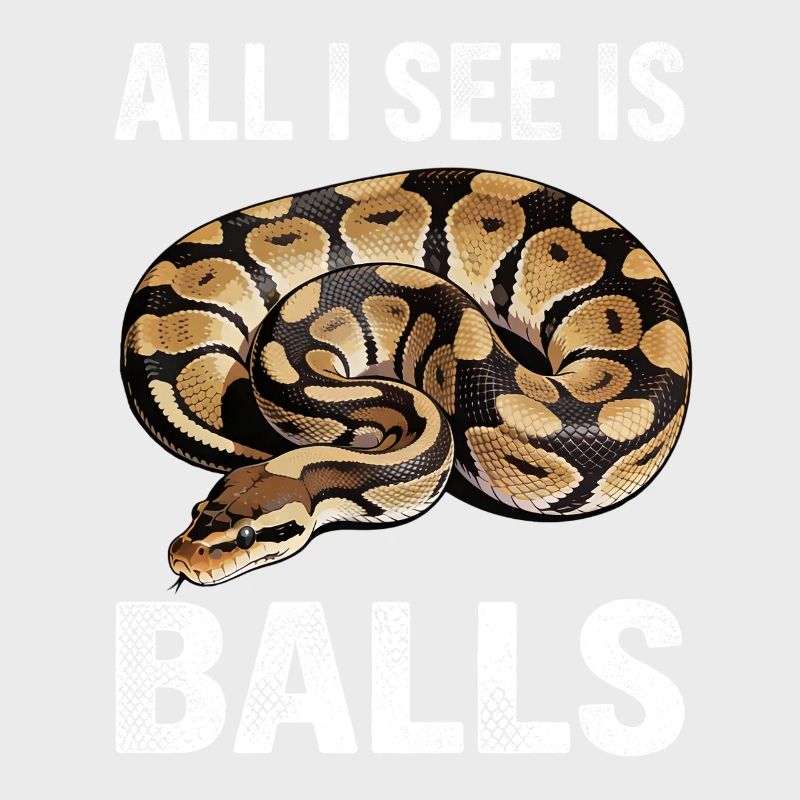 Königspython Schlangen Liebhaber Terrarium Python