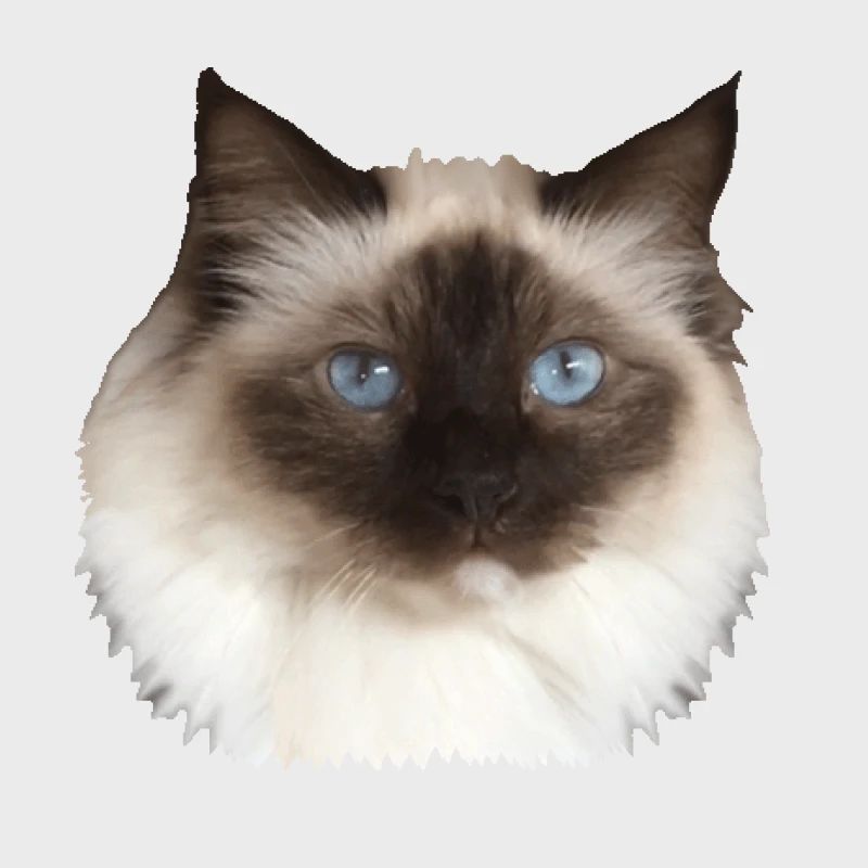 Fluffy Kitty