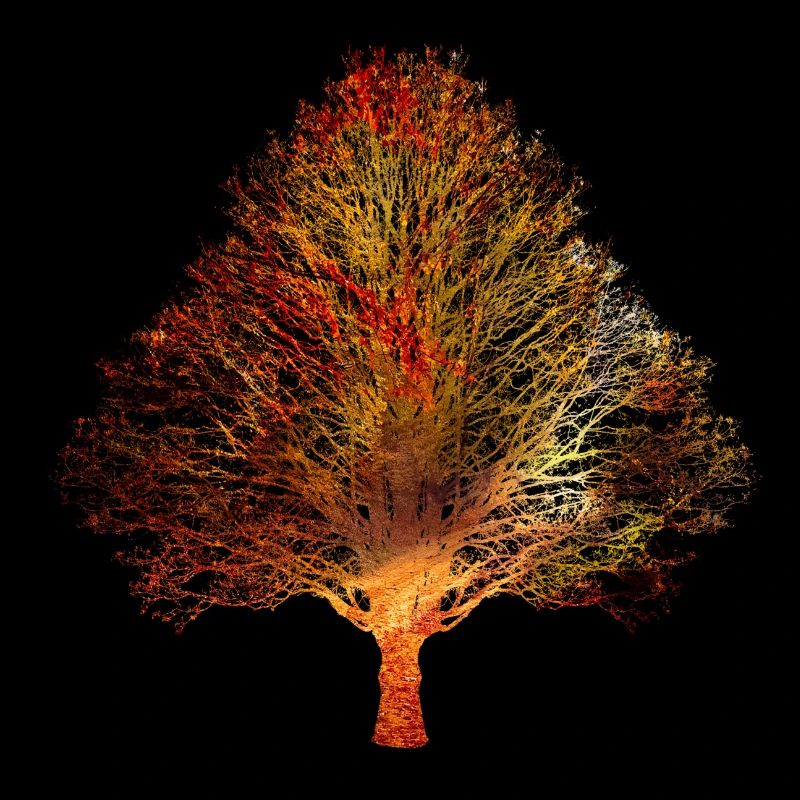 Baum