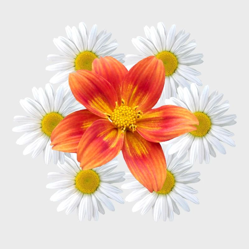 Margeriten mit oranger Blüte Gänseblümchen Blume