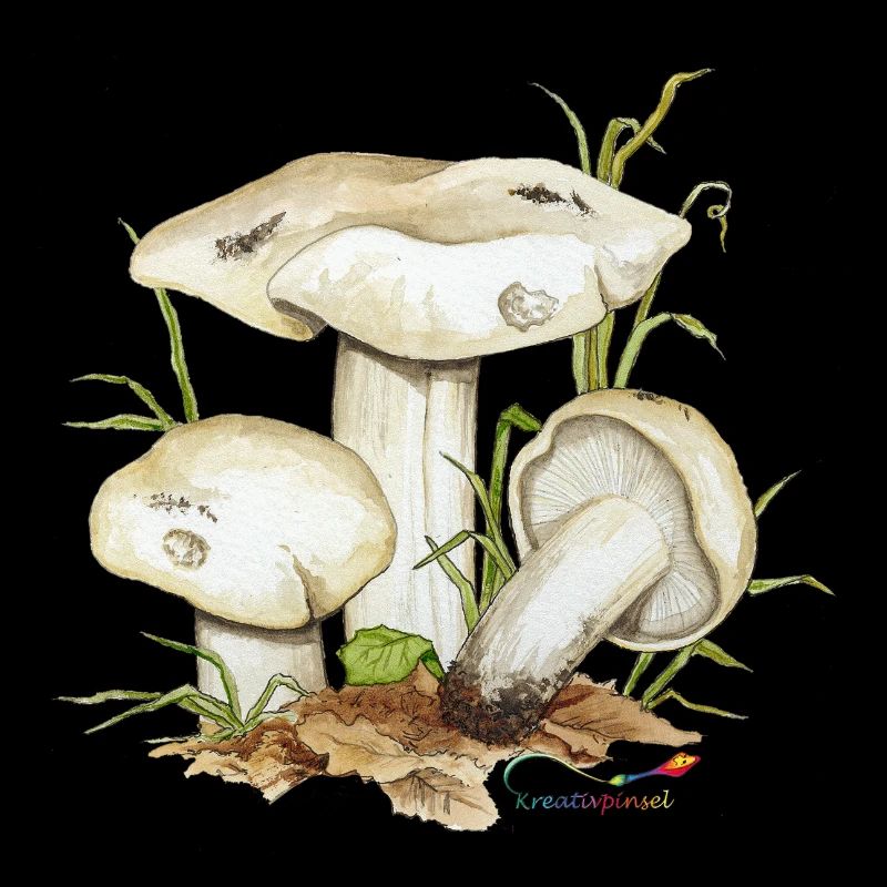 Mai-Ritterling oder Maipilz (Calocybe gambosa)