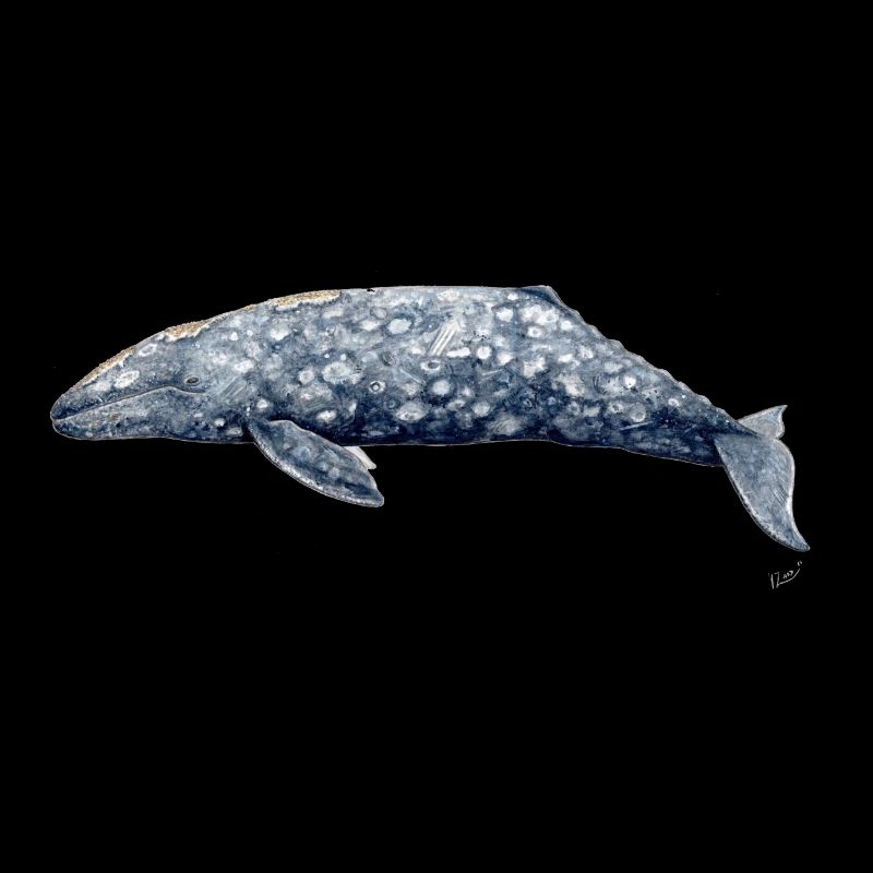 Grauwal - Baleine grise - Grauwal