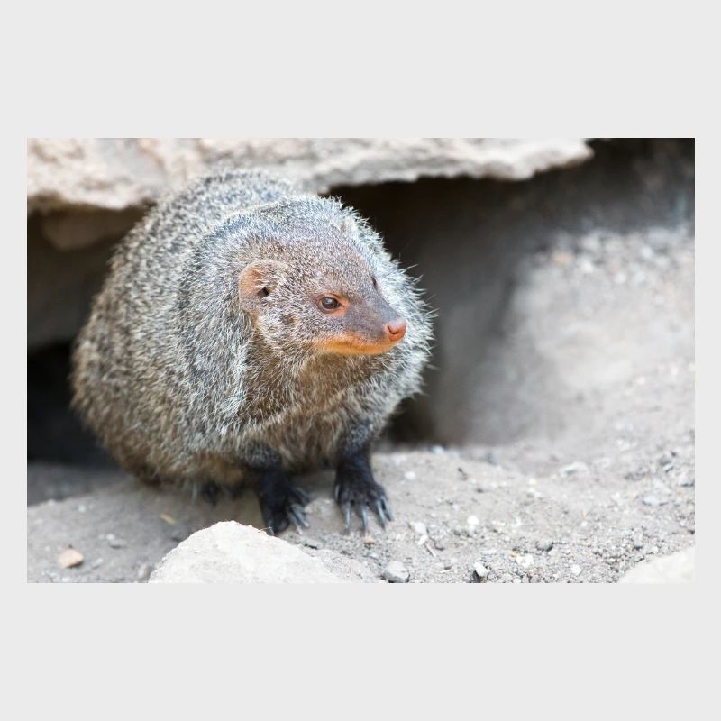 Gebänderte Manguste oder Zebramanguste