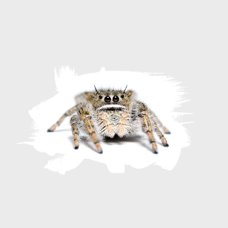 Phidippus texanus jumping spider, spring spinne.