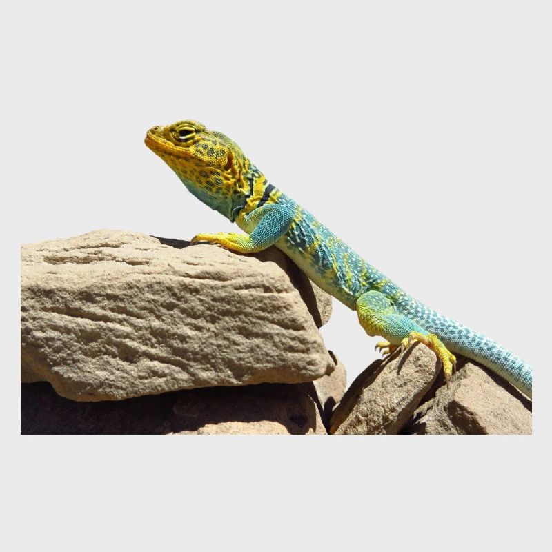 gecko lizard echse eidechse