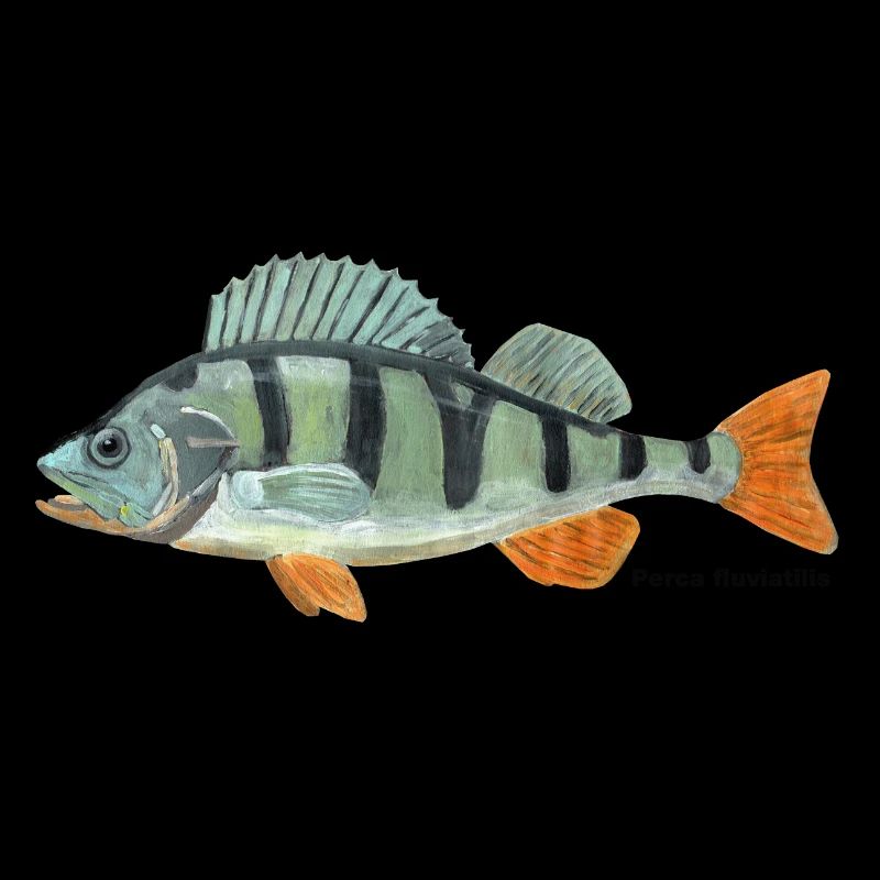 Perchoir - Perca fluviatilis