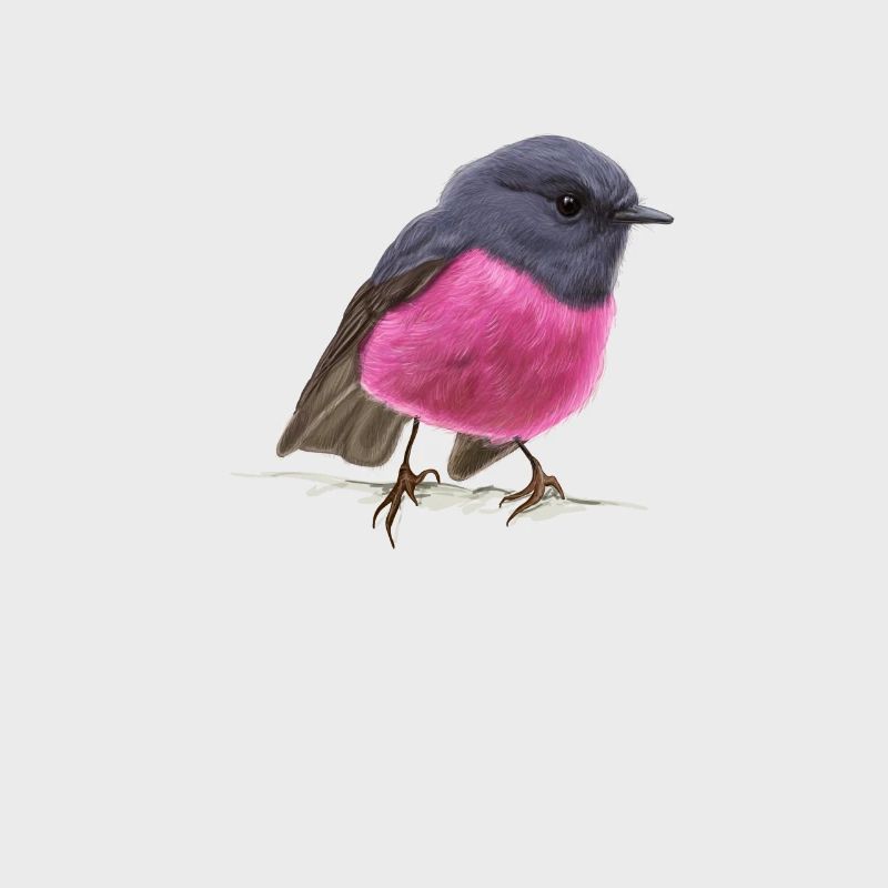 coole Vogel Pink Robin Geschenkidee