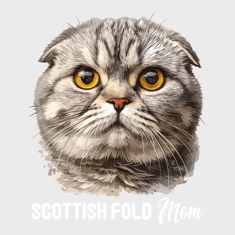 Scottish Fold Kätzchen Scottish Fold Katze