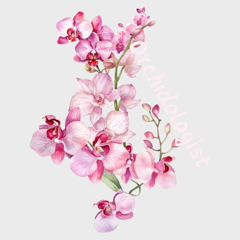 Orchideein