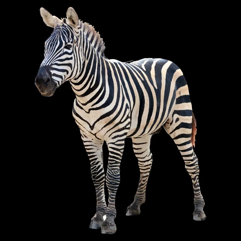 Zèbre