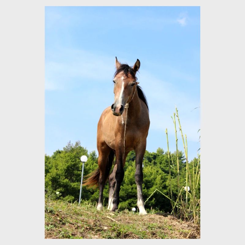 Pferd