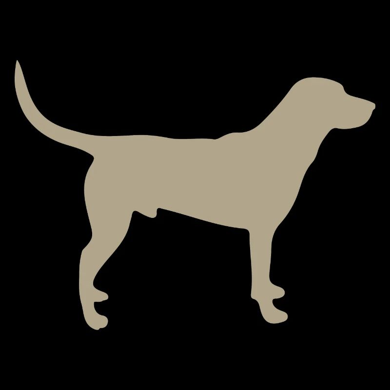 Chien Labrador gris doré - sua