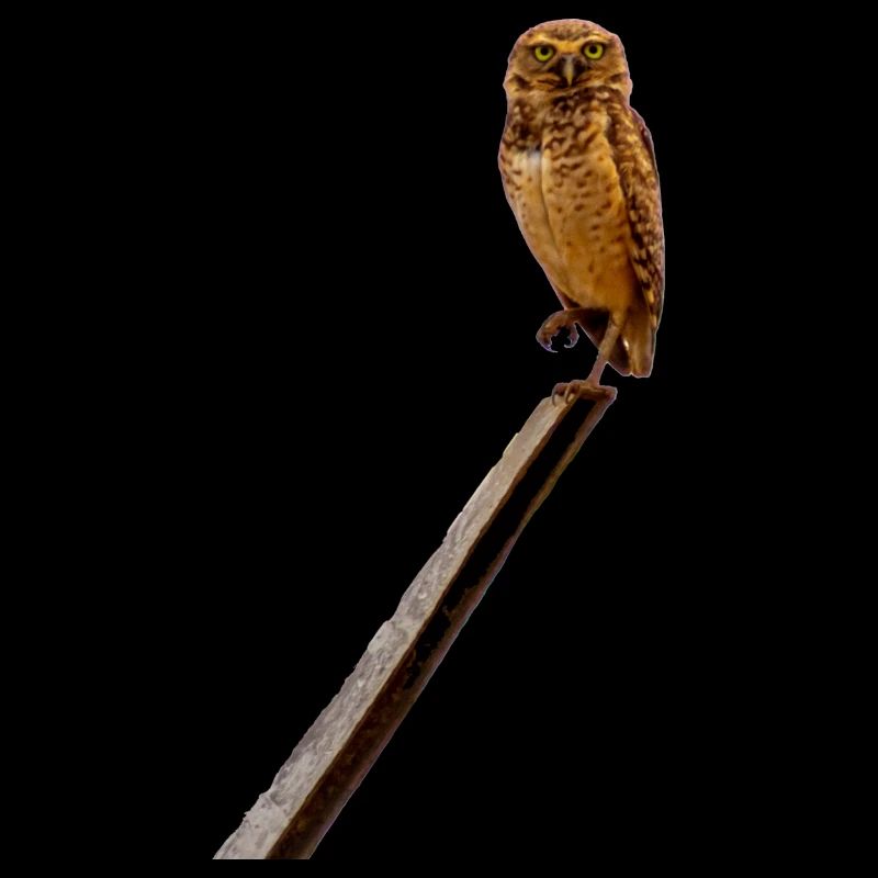 Es ist schön, eine Eule