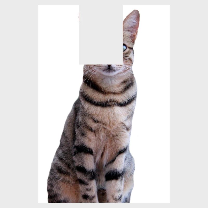 Cat Kitten