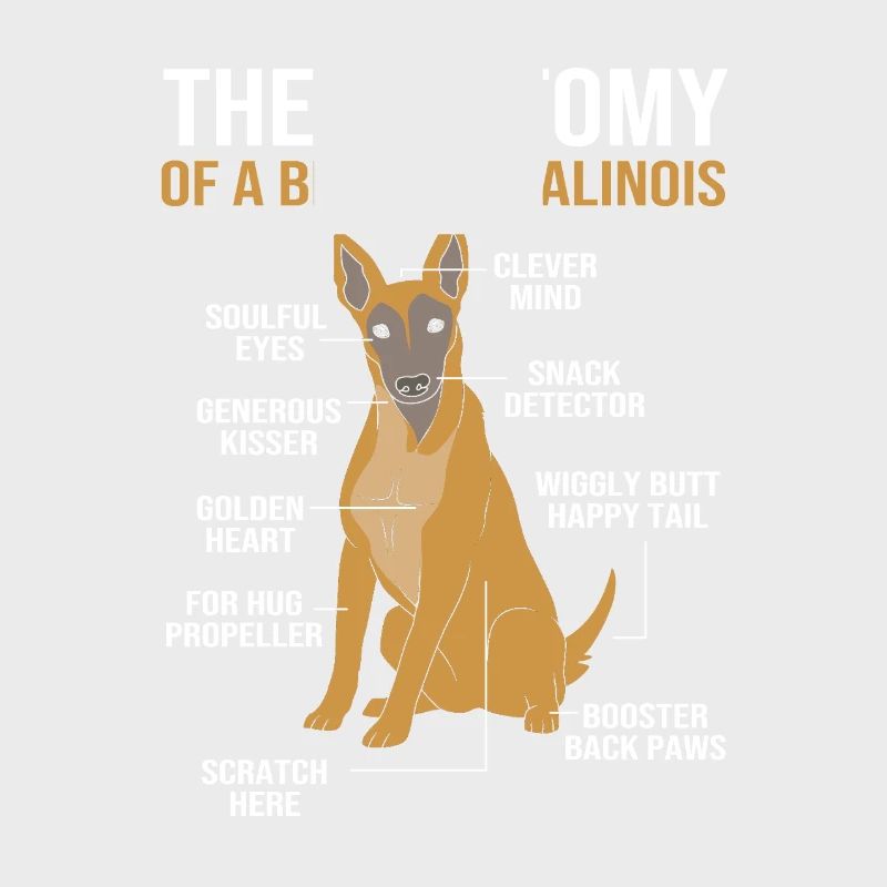 Malinois belge