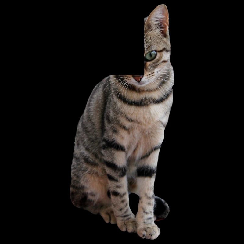 Katze, Kätzchen