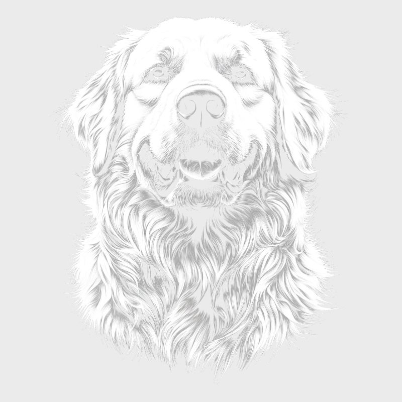 Great Pyrenees Portrait Pyrenäenberghund Hunde