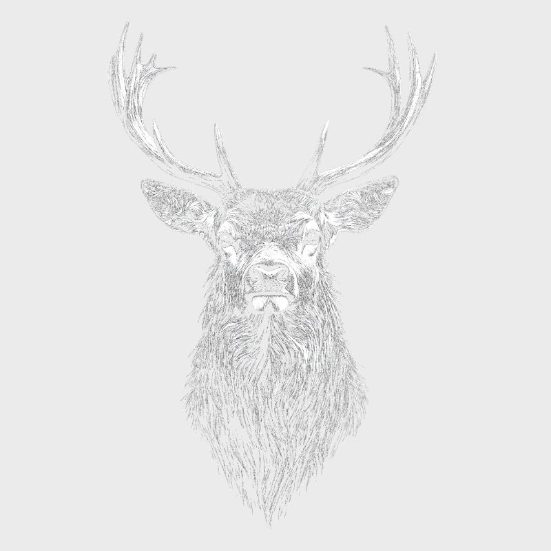 Hirsch Portrait Wildtier Waldtier Hirsche