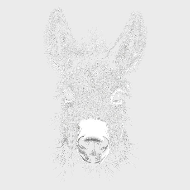 Âne Portrait Animaux Animal