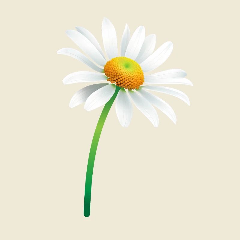 Gänseblümchen