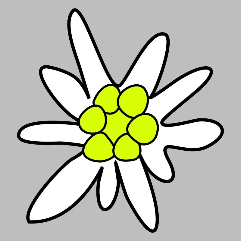 Edelweiss, fleur