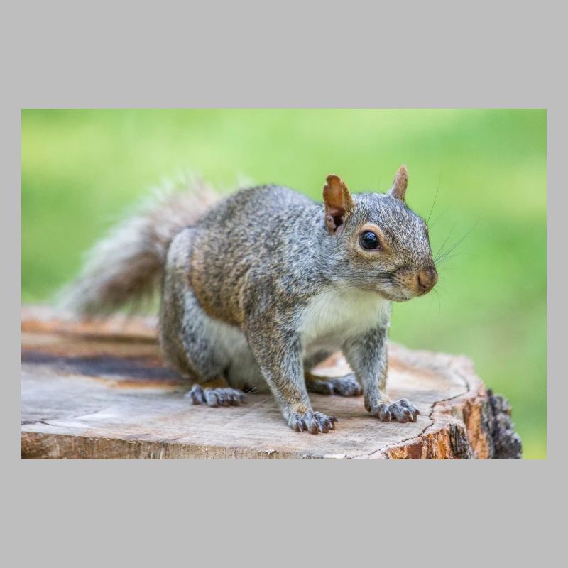 Écureuil gris Grauhörnchen Sciurus carolinensis
