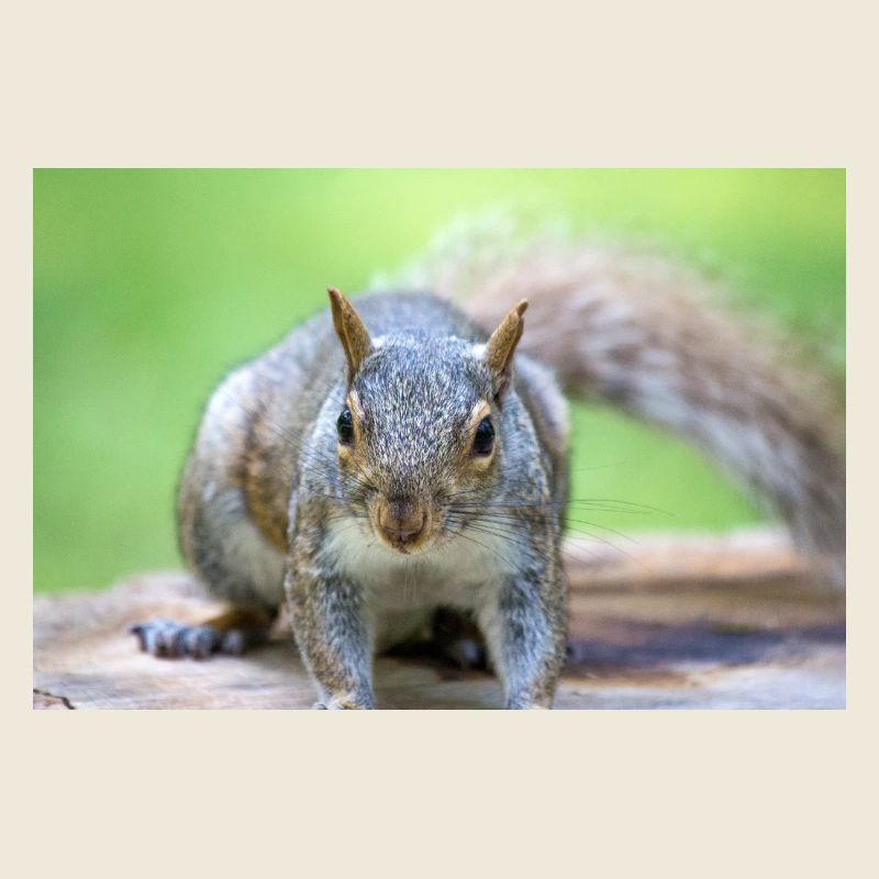 Grauhörnchen Sciurus carolinensis