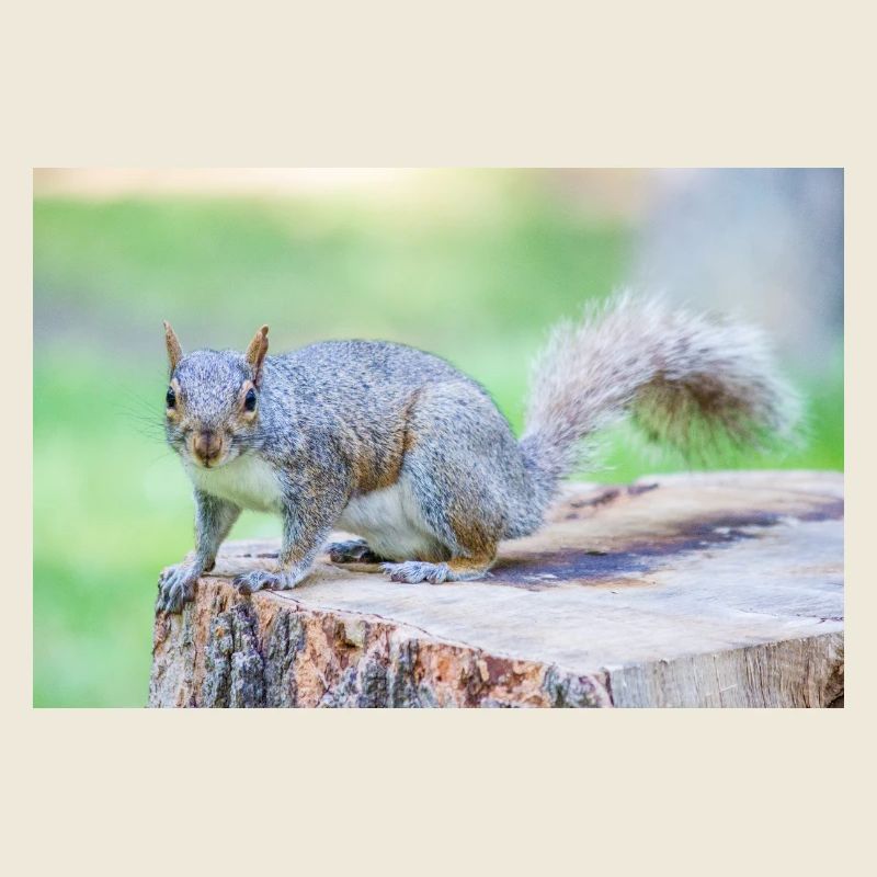 Écureuil gris Grauhörnchen Sciurus carolinensis