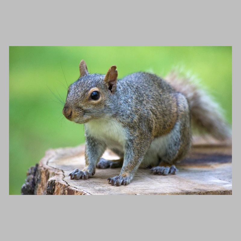 Grauhörnchen Sciurus carolinensis