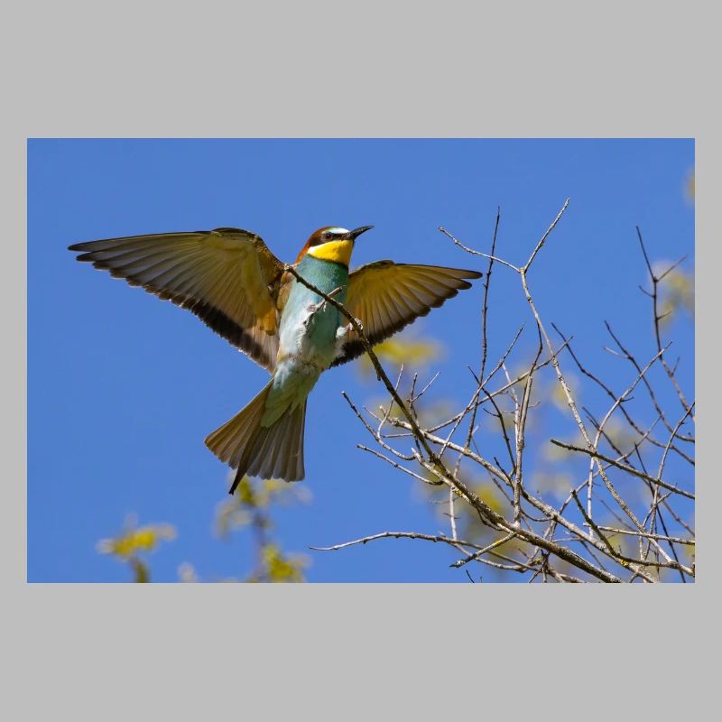 Bee-eater