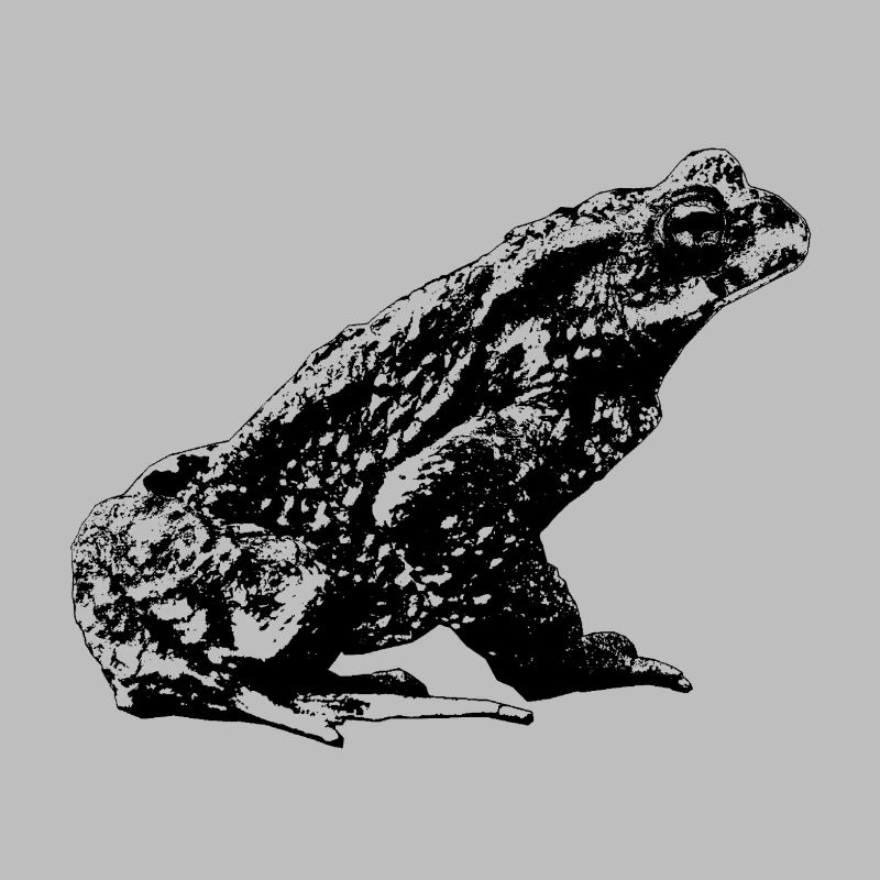 Toad / Bufo Bufo / Graphic