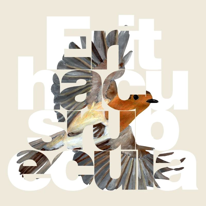 Erithacus rubecula - Robin