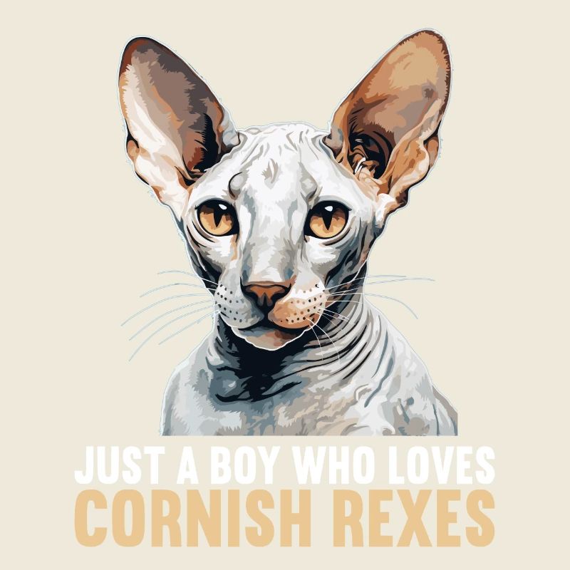 Cornish Rex Kätzchen Cornish Rex Katze