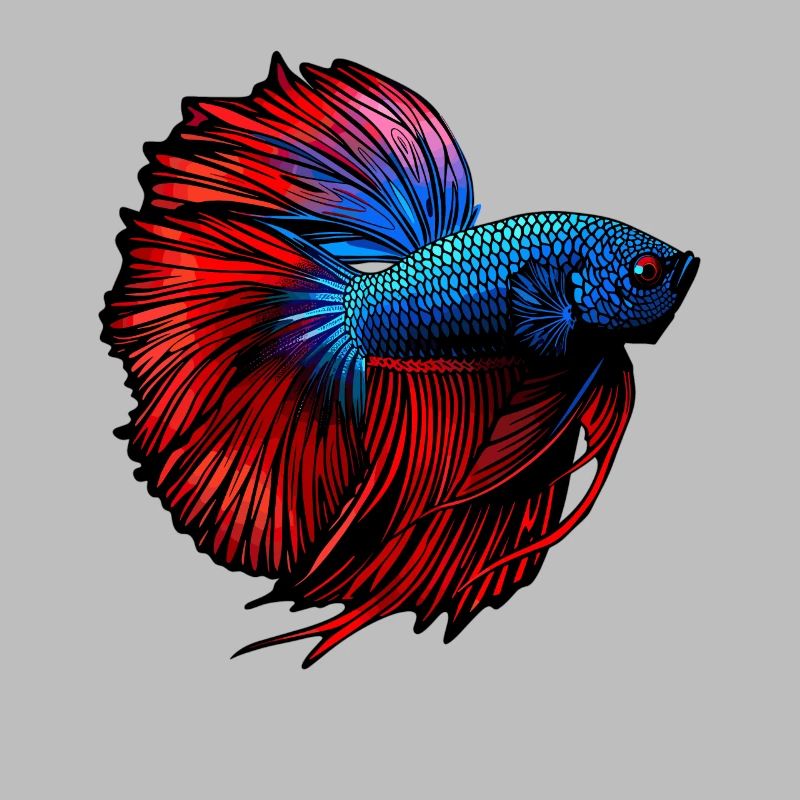 Bettas Betta Poisson Betta