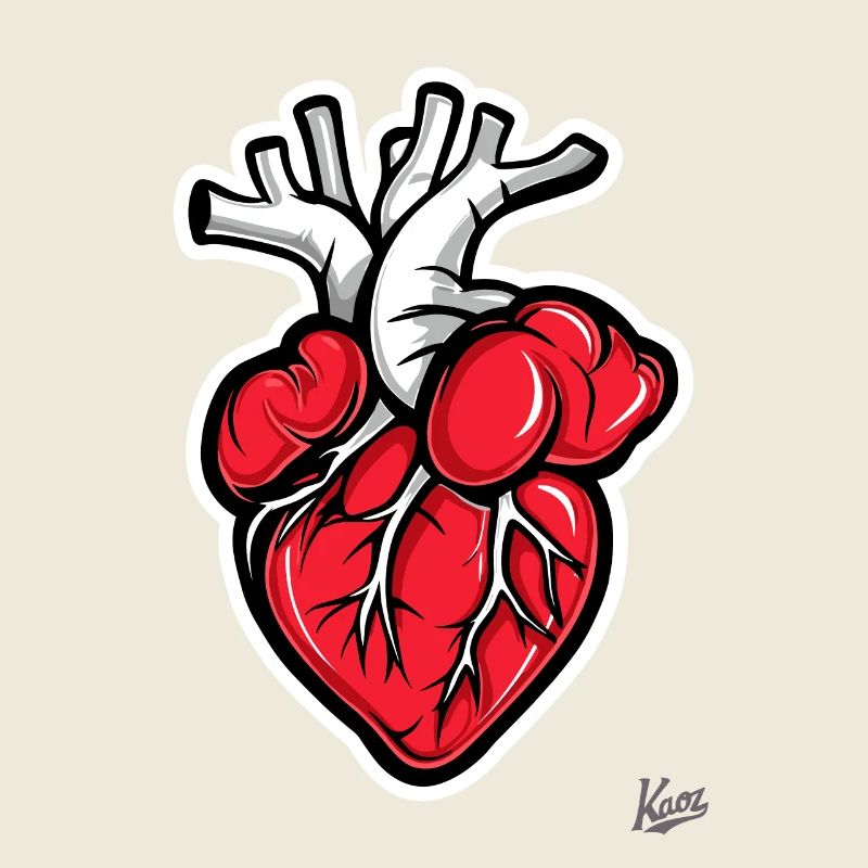 Anatomie Herz