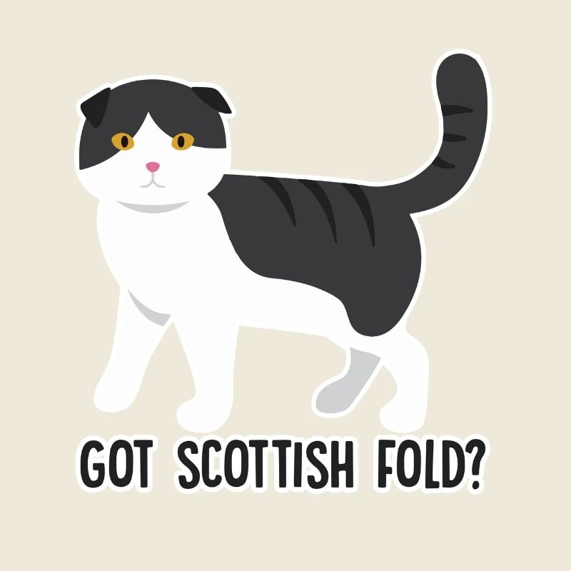 Got Scottish Fold Cat