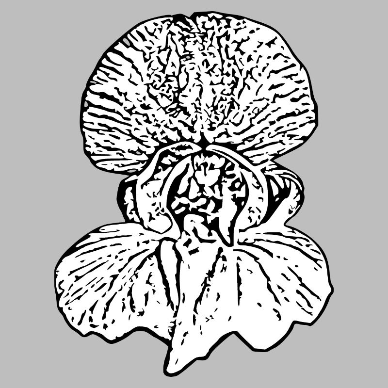 Fleur, Blanc, Fleurs, Fleur Blanche, Orchidée