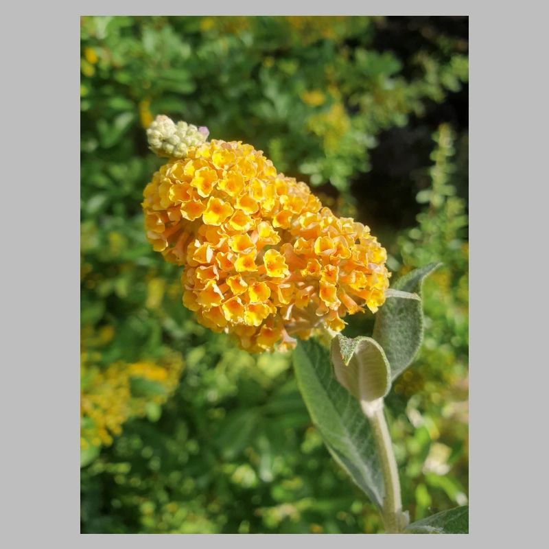 Buddleia, Schmetterlingsstrauch oder Sommerflieder 'Sungold'