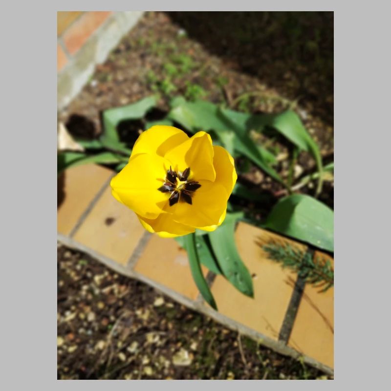 Tulipe jaune