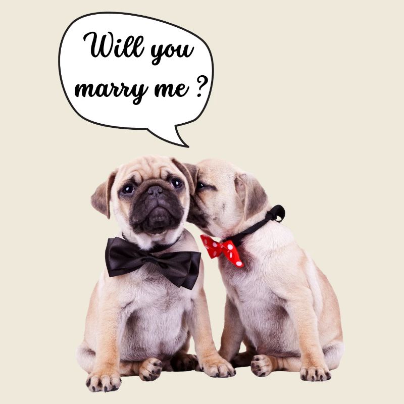 Willst du mich heiraten?