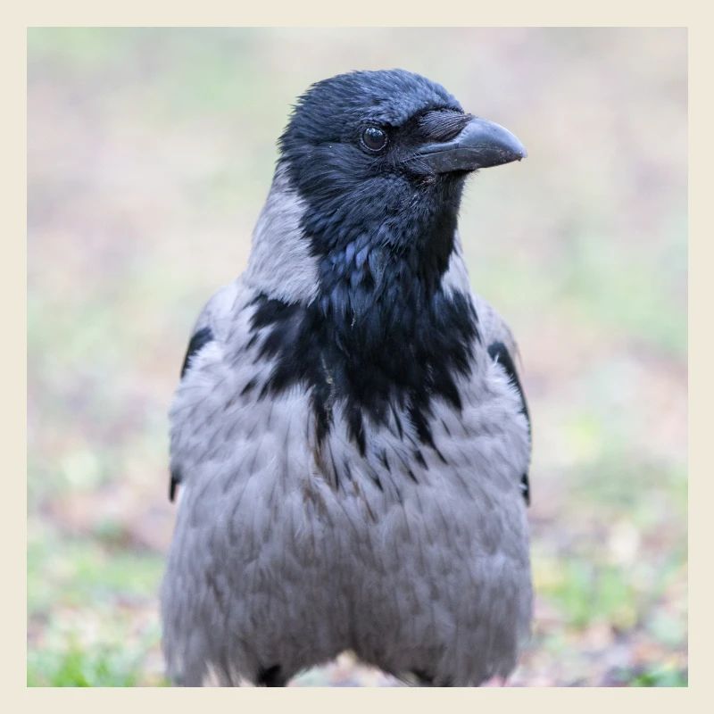 Carrion Crow (Aaskrähe, Corvus corone)