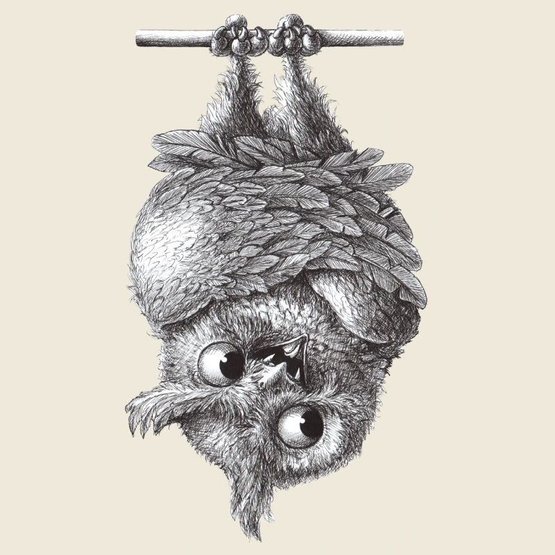 Vampir Eule - Dracula Eule