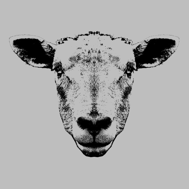 Sheep / Portrait / Head