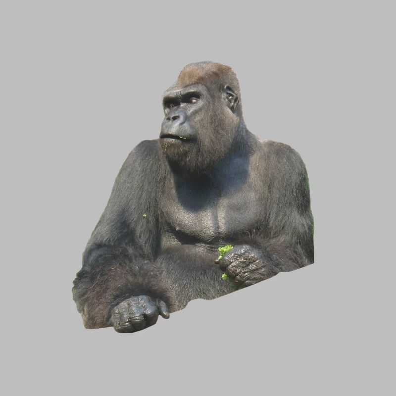 gorilla