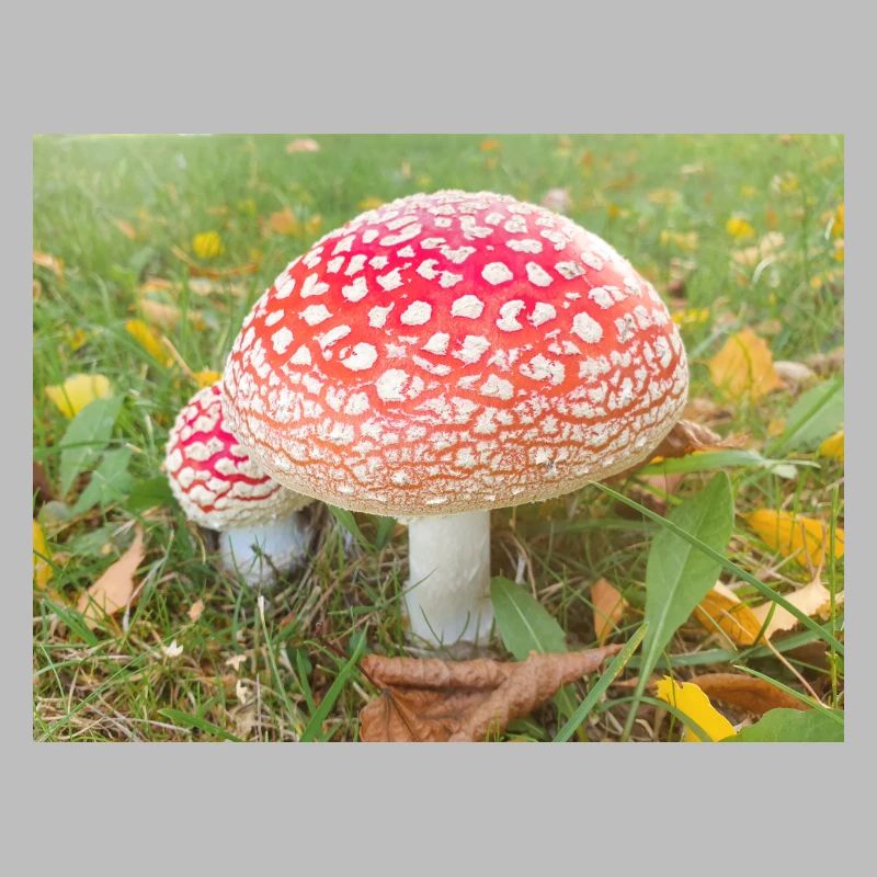 fly agaric also toadstool (in german Fliegenpilz)