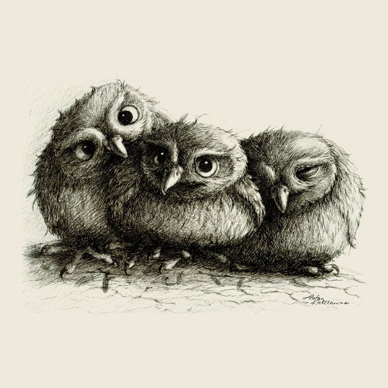 three young owls
