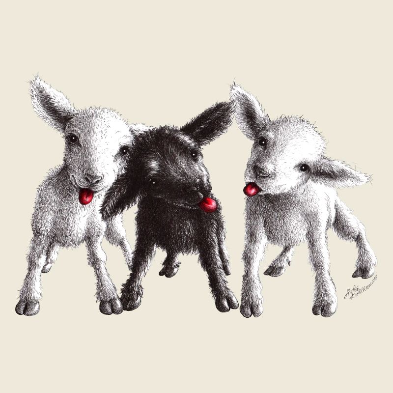 mouton effronté
