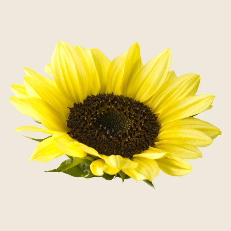 Sonnenblume